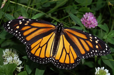 Monarch butterfly with wings spread.